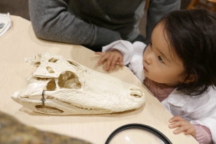Aligator and crocodile skulls are there for kids to touch!